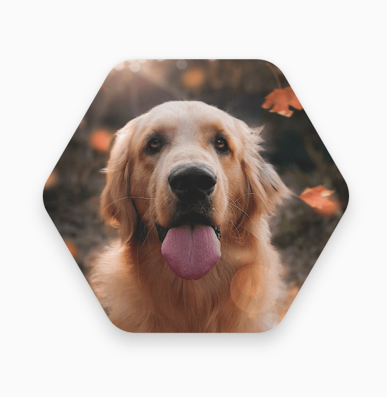 六角形の犬(縁にシャドウを適用)
